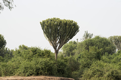 Euphorbia candelabrum