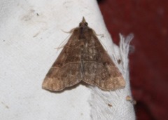 Hypena deceptalis