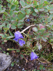 Campanula alpina