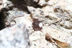 Microporus nigrita