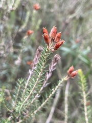 Erica terminalis