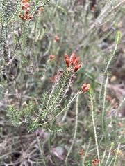 Erica terminalis