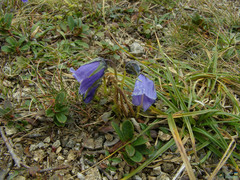 Campanula alpina