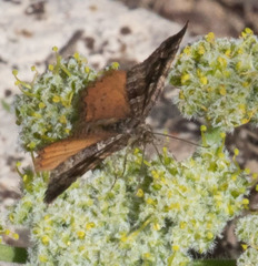 Epirrhoe plebeculata