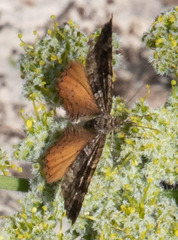 Epirrhoe plebeculata