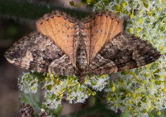 Epirrhoe plebeculata