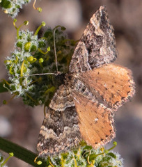 Epirrhoe plebeculata