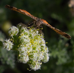 Epirrhoe plebeculata