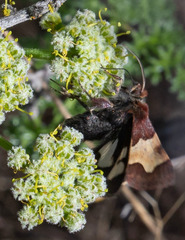 Heliothis proruptus