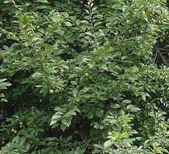 Prunus cerasifera