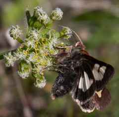 Heliothis proruptus
