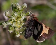 Heliothis proruptus