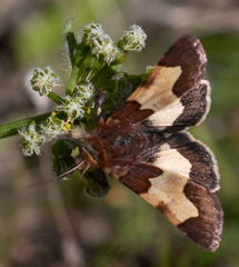 Heliothis proruptus