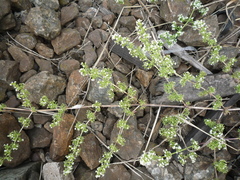 Galium humifusum