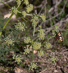 Heliothis proruptus