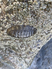 Chiton