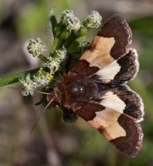 Heliothis proruptus