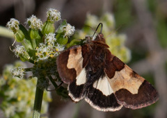 Heliothis proruptus