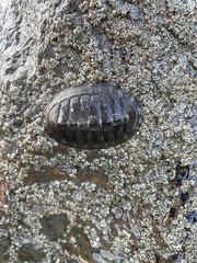 Chiton