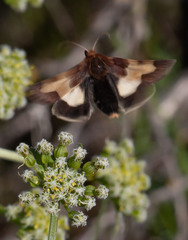 Heliothis proruptus