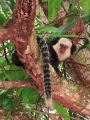 Callithrix geoffroyi