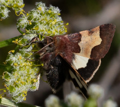Heliothis proruptus