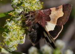 Heliothis proruptus
