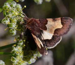 Heliothis proruptus