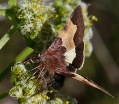 Heliothis proruptus