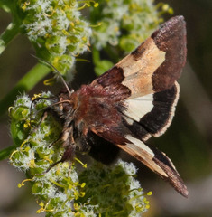 Heliothis proruptus