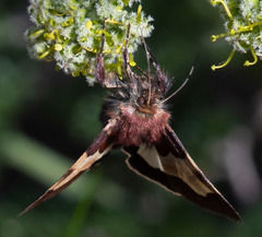 Heliothis proruptus