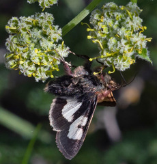 Heliothis proruptus
