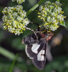 Heliothis proruptus