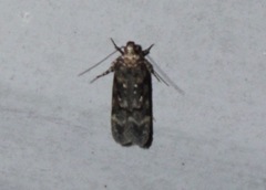 Chionodes thoraceochrella