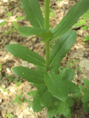 Hylotelephium maximum maximum