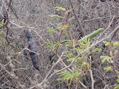 Vachellia farnesiana image