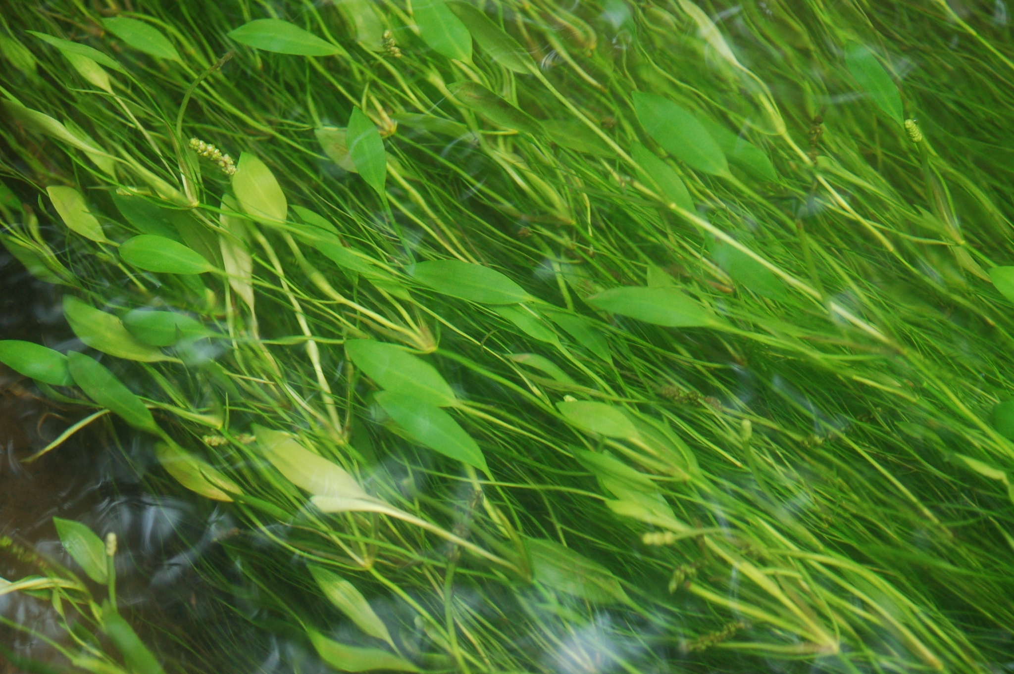 Potamogeton tennesseensis
