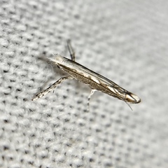 Epicephala trigonophora