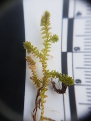 Selaginella eclipes