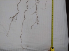 Artemisia longifolia