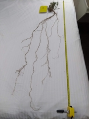 Artemisia longifolia