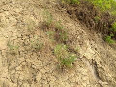 Artemisia longifolia