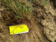 Artemisia longifolia