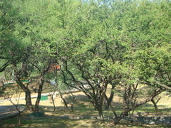 Vachellia schaffneri