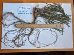 Artemisia longifolia