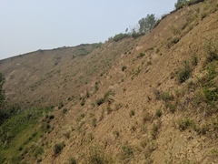 Artemisia longifolia