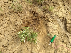 Artemisia longifolia