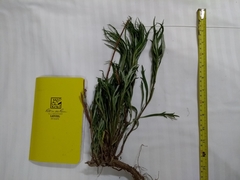 Artemisia longifolia