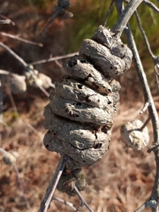 Callirhytis quercuscornigera