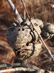 Callirhytis quercuscornigera